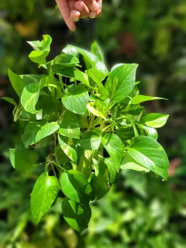 Muda de Planta Jiboia na combuca Artesanal pedente