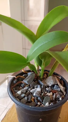 Orquídea Bruno & Bruno  , cinco bulbos  , no pote 11.