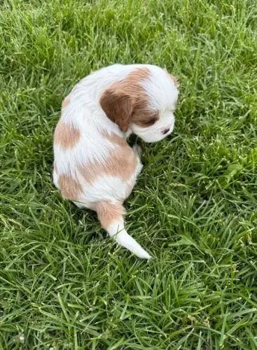 Filhote Cavalier King Macho com Suporte e Garantia