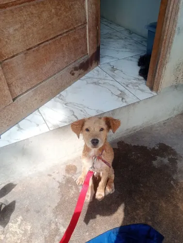 Cachorro Macho