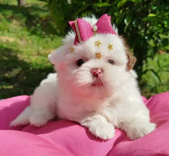 Shitzu fêmea Micro