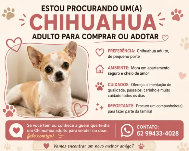 Compra / Adoção de cachorro Chihuahua