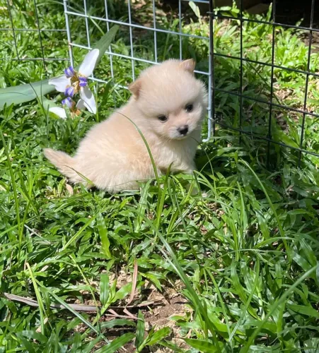 Lulu da Pomerânia 
