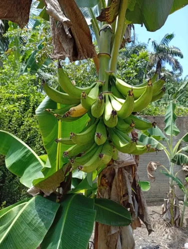 Se você procura terras boa e barato no sul de roraima entre em contato comigo