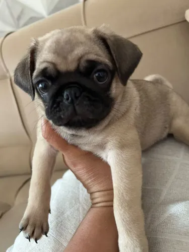 Pug