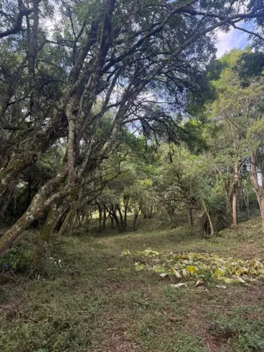 Vende-se linda chácara em araucária direto com o proprietário