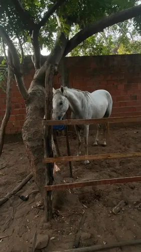 Cavalo