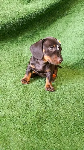 Lindos filhotes de Basset macho e fêmea. 