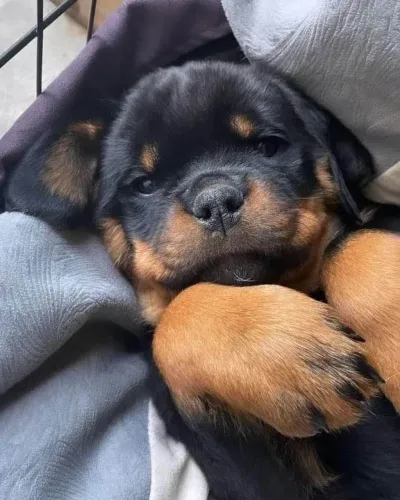 Filhote rottweiler, Lealdade e carinho em cada patinha! Escolha seu filhote!