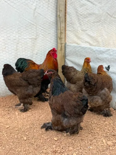 Brahma Dark Pura | Ave Ornamental de Alto Padrão