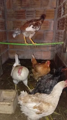 Galinha