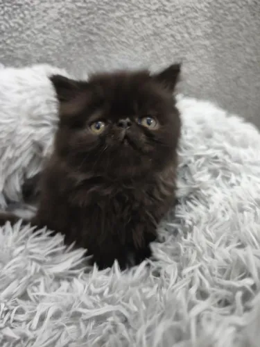Gato persa 