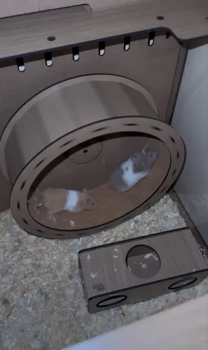 Hamster+gaiola