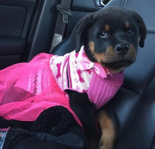 Rottweiler Filhotinho esperando por você hoje