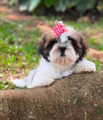 Shihtzu micro fêmea e macho