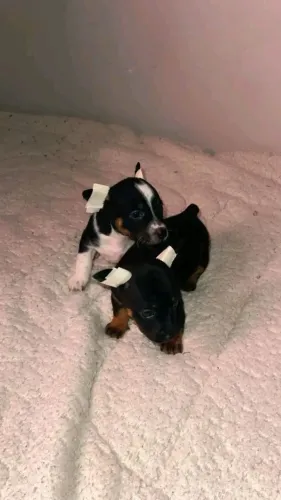Pinscher 0 baby face