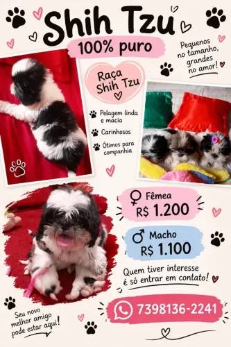 Vendo shi-tzu sangue puro 