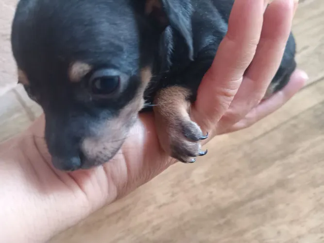 Pinscher mini 33dias. Femea