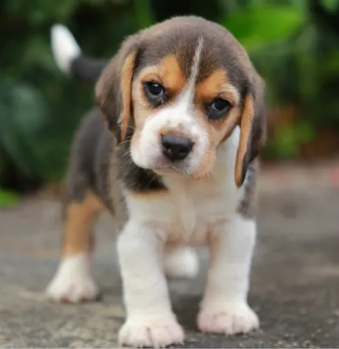 Maravilhosos Beagle Disponíveis 