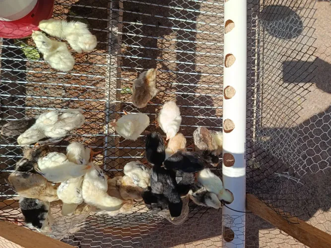 Pintinhos