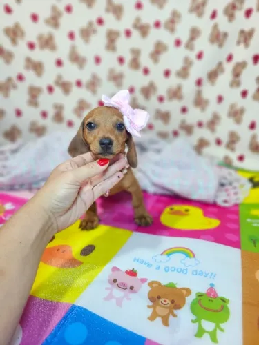 Baby alegre e brincalhão Teckel/Dachshund/Salsicha/Salsichinha/Basset/Cofap