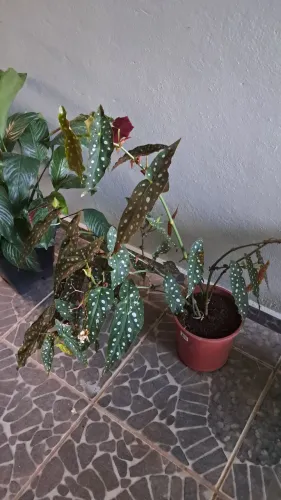 Planta