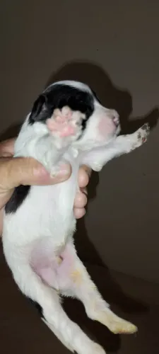 Vendo filhotes de Pet Poodle