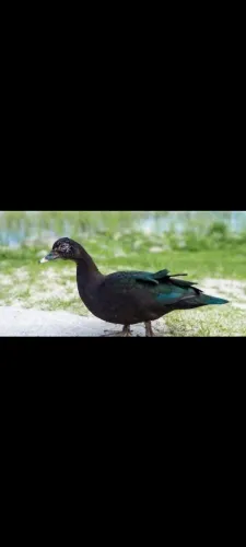 Vendo patos 