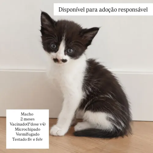 Gato para adoção 