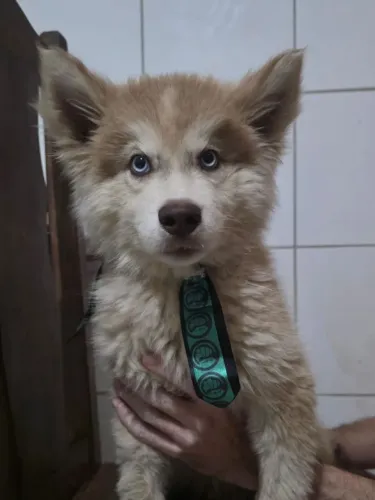 Husky Siberiano Macho