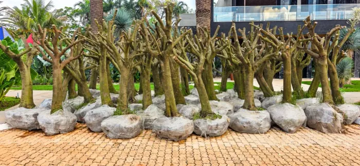OLIVEIRAS DE 50 ANOS ? PRONTA ENTREGA
