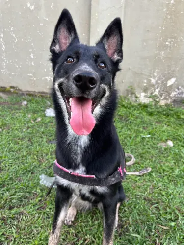 Doa-se cachorra