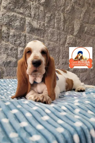 Lindos basset . Fotos reais
