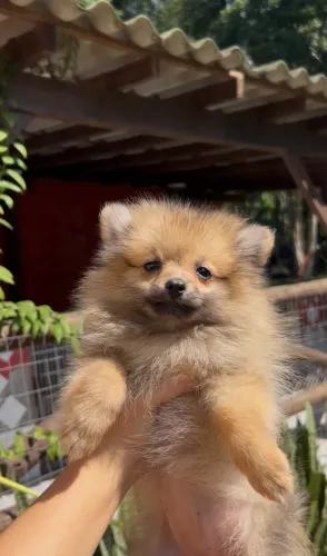 Filhote de lulu da pomerania anao