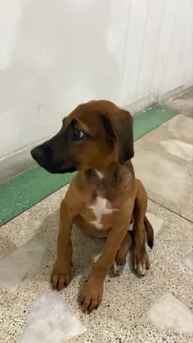 cachorro macho para adoção