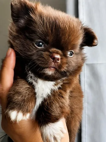 Chihuahua linhagem chocolate machinho perfeitinho