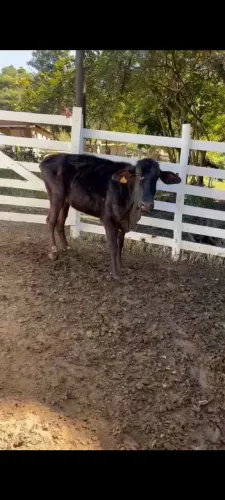vendo novilha !
