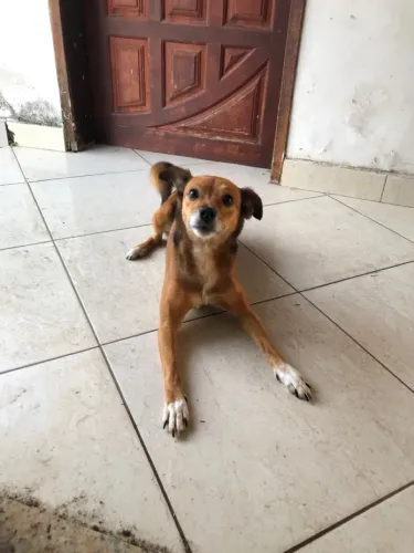 Adoção responsável