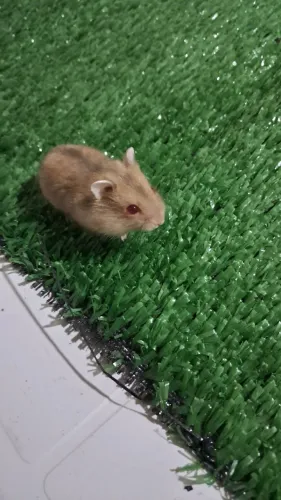 Hamster Anão Russo Fofos
