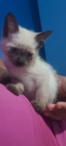Doa-se Dois gatos siamês filhotes de 3 meses