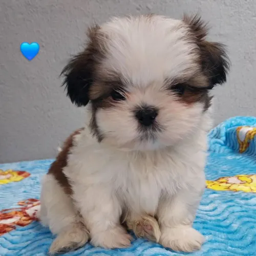 Shih-tzu Macho