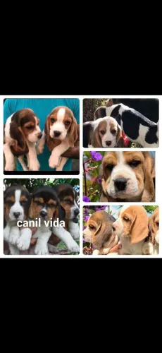 Beagle13 polegadas com pedigree disponiveis para venda imediata 