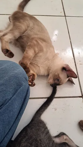 Gatos para doação