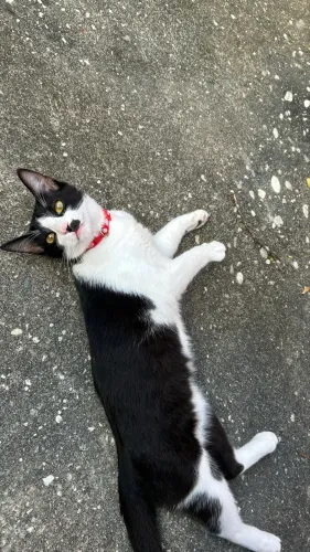 Gato MACHO frajolinha