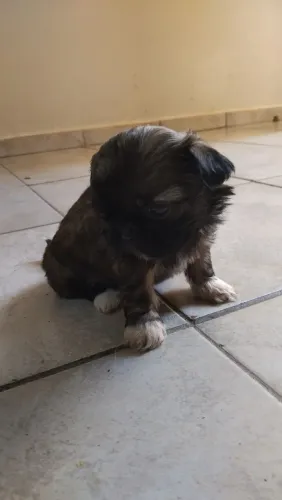 VENDO FILHOTES DE SHITZU PURO MINI 