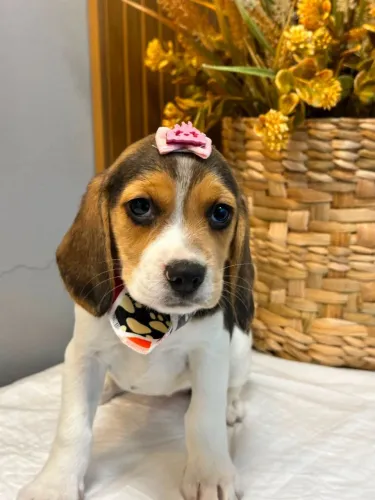 Beagle