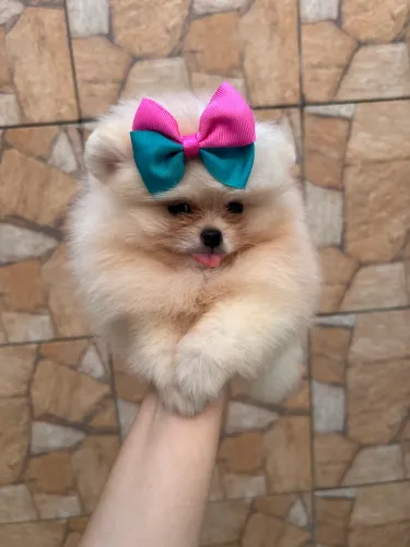 Lulu da Pomerania femea