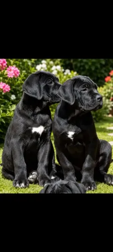 Filhote de Cane Corso 