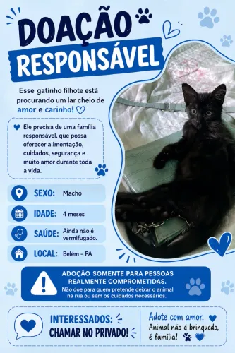 Doação de gato responsável