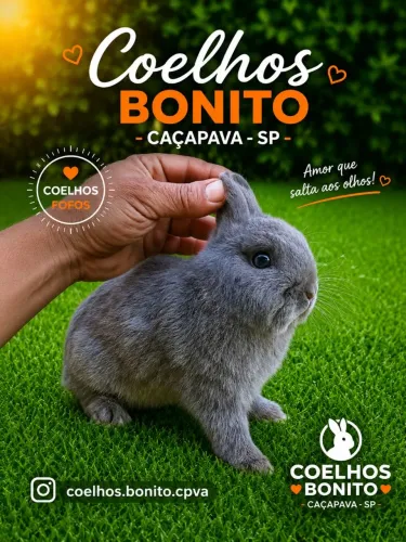 Coelho anão Netherland dwarf Coelhinho pequenino
